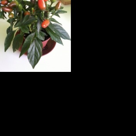 Konzumují se okrasné chilli papřičky?