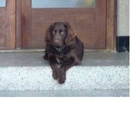 Německý křepelák