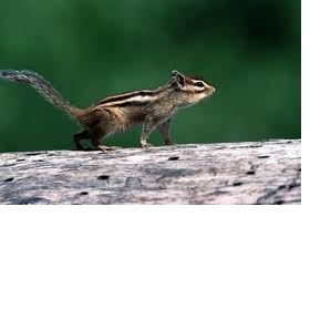 Burunduk - veverka zemní