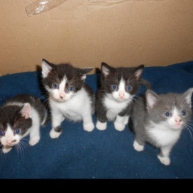 Daruji kotě - foto č. 1