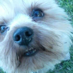 Vyvolávání duchů zvířat