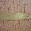 Blond culík - foto č. 3
