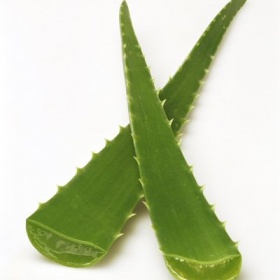 Využití listů aloe vera