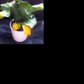 Kala má zežloutlé listy