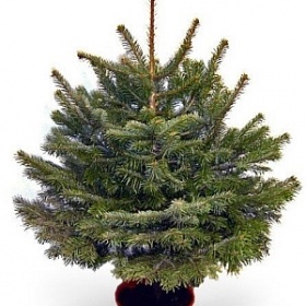 Vánoční stromeček v květináči