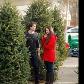 Druh jehličňanu - vánoční stromek