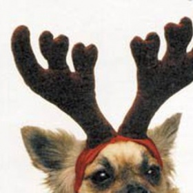 Kde koupit sobí parohy pro psa?