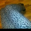Leopardí legíny no name - foto č. 3
