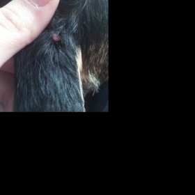 Kožní výrústek na ocásku