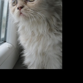 Perské kotě - foto č. 1