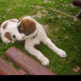 Moskevský strážní pes