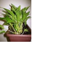 Česnek medvědí (allium ursinum) - pěstování