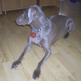 Fena už tři dny v kuse kňučí, stresem?