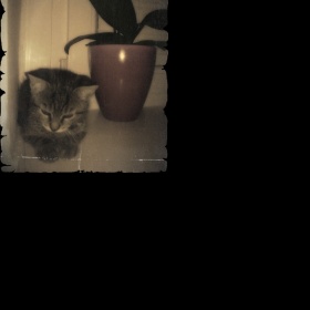 Zlobivé kotě - péče a výchova