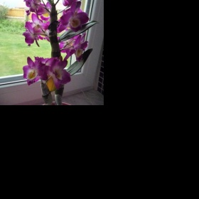 Fotogalerie orchidejí