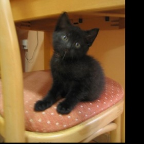 1, 5 měsíční kotě  péče