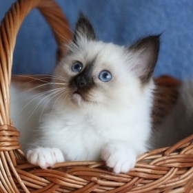 Posvátná Birma s PP vše o ní