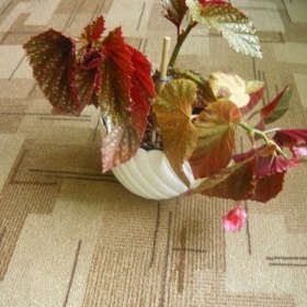 Rostliny jedovaté pro kočky