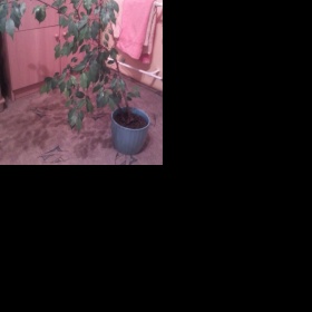 Benjamín, který nemá z poloviny listy