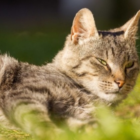 Venkovní kocour hrozně zapáchá