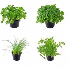 Kde v Ostravě koupit bylinky