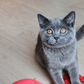 Zvládne kočka ve zdraví velké výkyvy teplot?