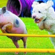 Konečně jsem otevřela oči, vegetariánství a nechápající přítel