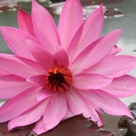 Růžovou  lesklou vestu Retro jeans