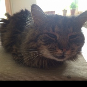 Kočičí nachlazení přecházející v něco horšího?