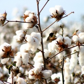 Kde koupit interierový parfém s vůní bavlny?