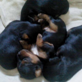 Jorkšírský teriér s oušky dole