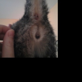 Pohlaví u koťátka - jak ho poznat