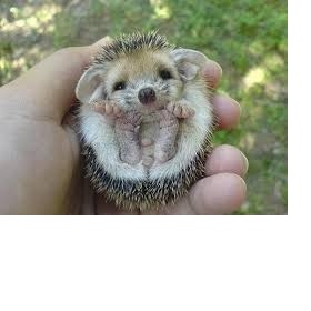 Ježek bělobřichý - chov