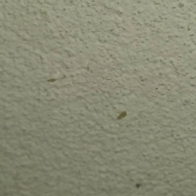 Malí broučci na zdech v bytě