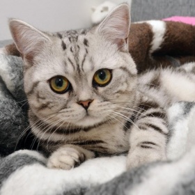 Výběr kotěcích granulí