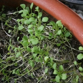 Rukola - pěstování