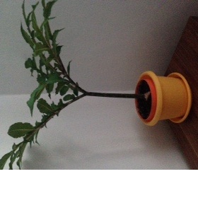 Co je to za květinu?