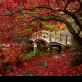 Svatba v Japonské zahradě