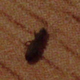 Brouci v kuchyni - jak se jich zbavit?