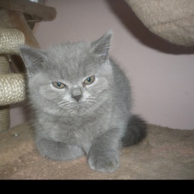 Nová kočička poprvé doma