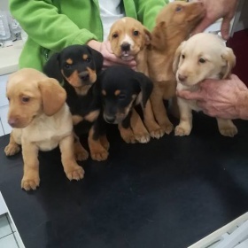 Rozpoznání rasy nalezeného štěněte