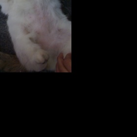 Lokální ztráta chlupů u kočky