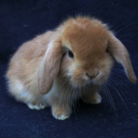 Našla jsem po zakrslém králíčkovi doma krev