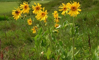 Arnica Montana 1