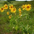 Arnica Montana 3