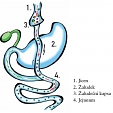 Gastrický (žaludeční) bypass 5
